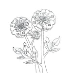 Color By Number Coloring Book for Adults